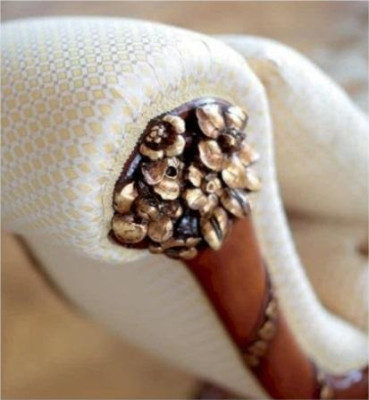 Chaise Lounge Lounger Chaise Fabric Couch Baroque Luxury Beige Upholstery Brown